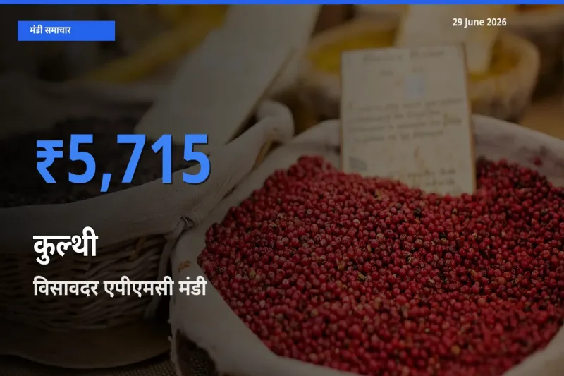 विसावदर एपीएमसी मंडी में आज कुल्थी के सबसे ऊँचे दाम दर्ज
