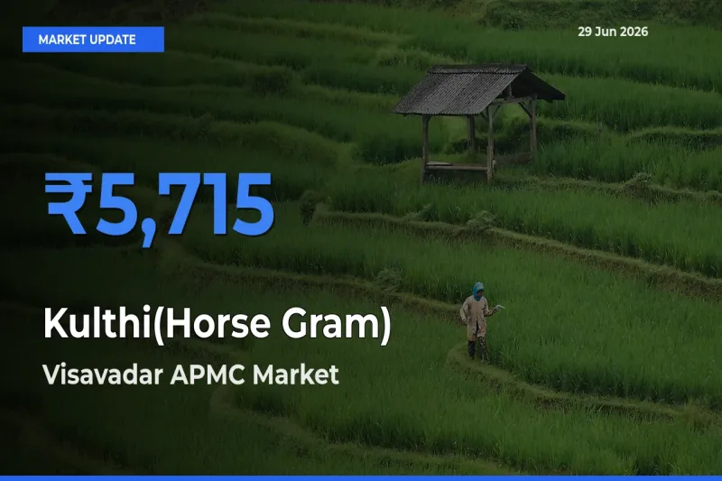 Visavadar APMC Records Highest ₹5,715 Rate for Kulthi(Horse Gram)