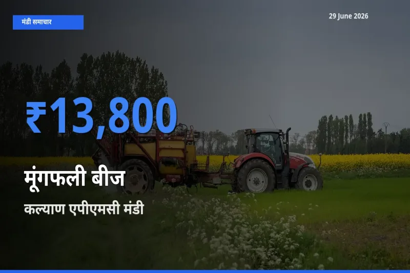 कल्याण एपीएमसी मंडी में आज मूंगफली बीज के सबसे ऊँचे दाम दर्ज