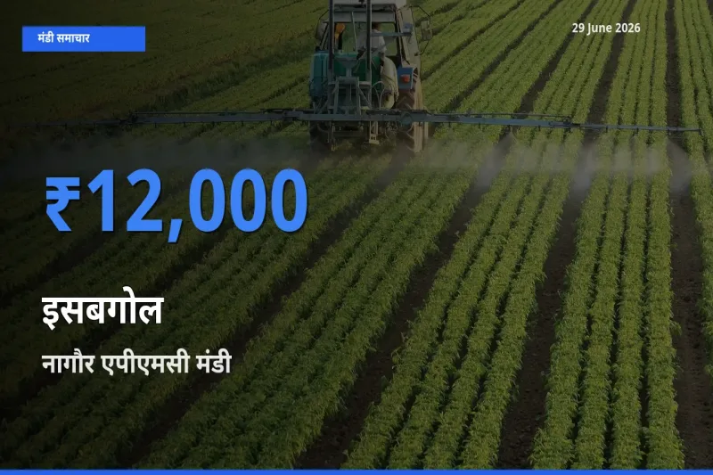 नागौर एपीएमसी मंडी में इसबगोल ₹12,000 पर पहुँचा – आज का सर्वोच्च भाव