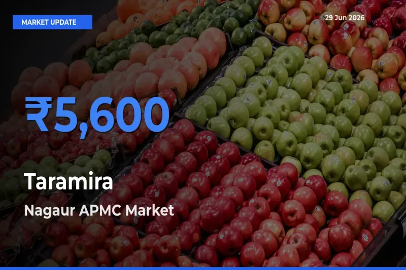 Taramira Mandi Rate Today: Nagaur APMC Tops the List