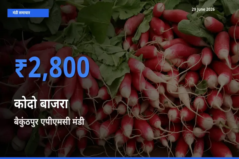 बैकुंठपुर एपीएमसी मंडी में कोदो बाजरा ₹2,800 पर पहुँचा – आज का सर्वोच्च भाव