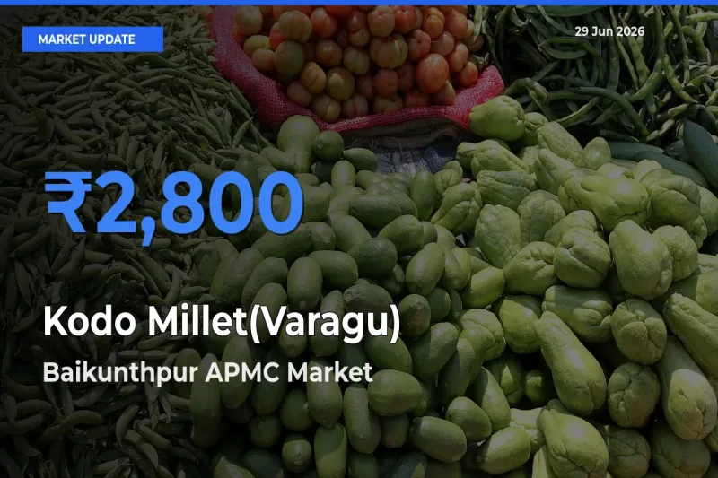 Kodo Millet(Varagu) Mandi Rate Today: Baikunthpur APMC Tops the List