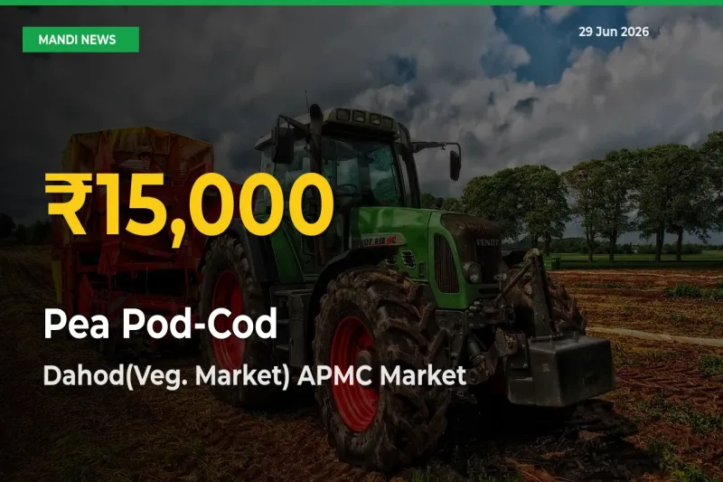 Dahod(Veg. Market) APMC Leads as Pea Pod-Cod Hits Highest Rate – June 29 Update