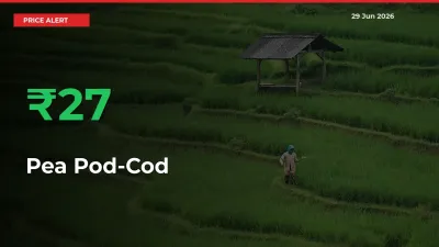 This Mandi Records 26.75% Jump in Pea Pod-Cod Prices
