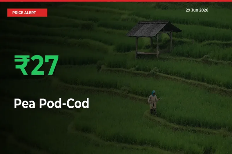 This Mandi Records 26.75% Jump in Pea Pod-Cod Prices