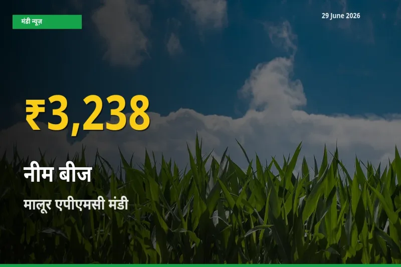 30 दिनों में सबसे ऊँचे स्तर पर नीम बीज के दाम, मालूर एपीएमसी में उछाल