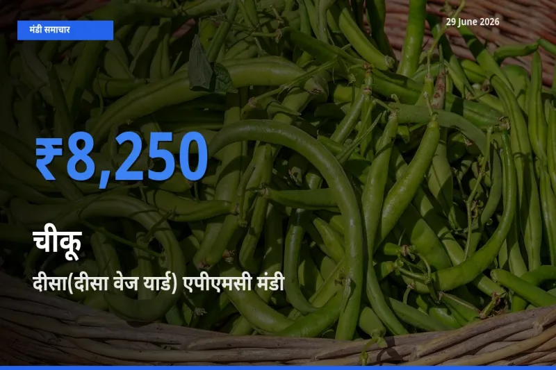 टॉप मंडी बना दीसा(दीसा वेज यार्ड) एपीएमसी! चीकू के सबसे ऊँचे दाम यहीं दर्ज
