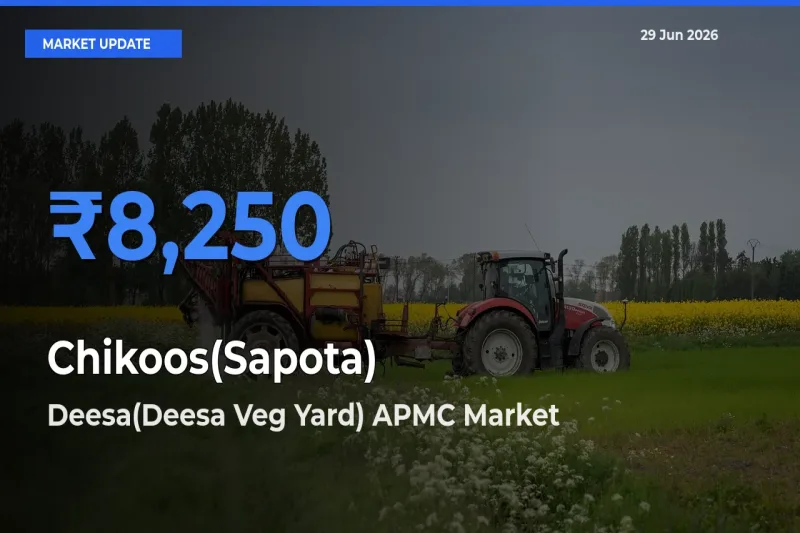 Market Watch: Deesa(Deesa Veg Yard) APMC Becomes Top Mandi for Chikoos(Sapota)