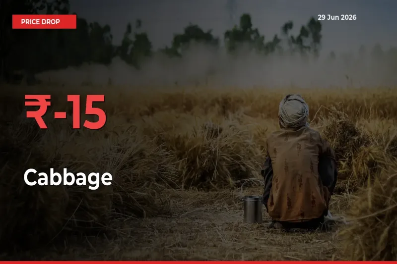 Cabbage Prices Drop 15.3% – June 29 Market Update from Mandis