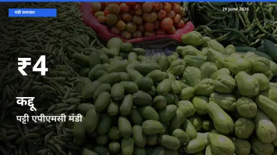 कद्दू के दामों में गिरावट, पट्टी एपीएमसी में 30 दिन का न्यूनतम भाव