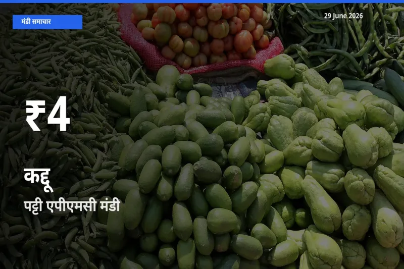 कद्दू के दामों में गिरावट, पट्टी एपीएमसी में 30 दिन का न्यूनतम भाव