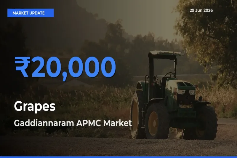 Gaddiannaram APMC Emerges as Top Mandi for Grapes Prices Today
