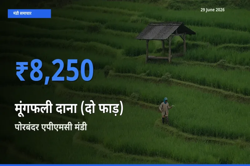 पोरबंदर एपीएमसी मंडी में आज मूंगफली दाना (दो फाड़) के सबसे ऊँचे दाम दर्ज
