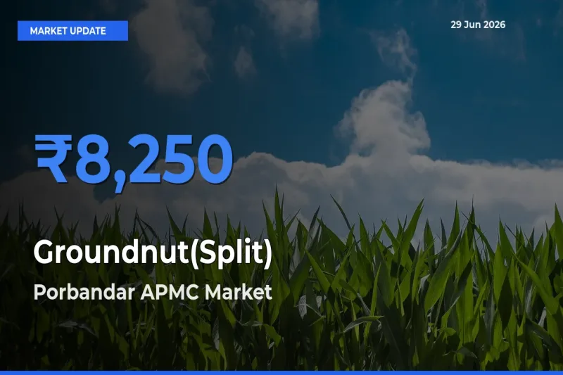 Farmers Prefer Porbandar APMC as Groundnut(Split) Hits Highest Rate