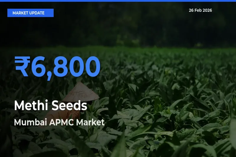 Mumbai APMC Leads as Top Mandi for Methi Seeds Prices