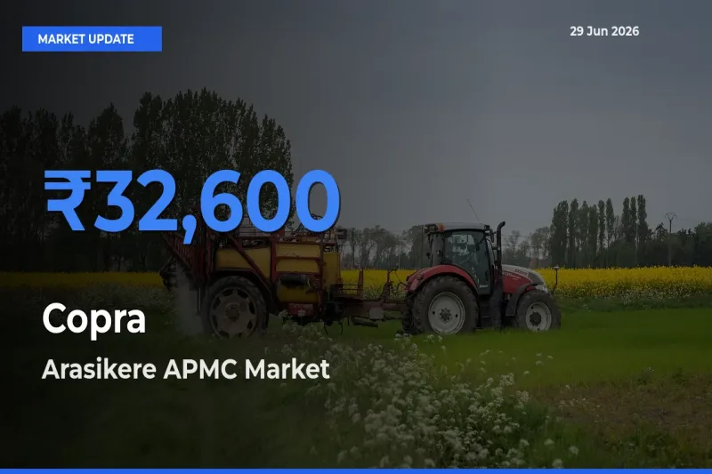 Arasikere APMC Tops Copra Mandi Rates Today