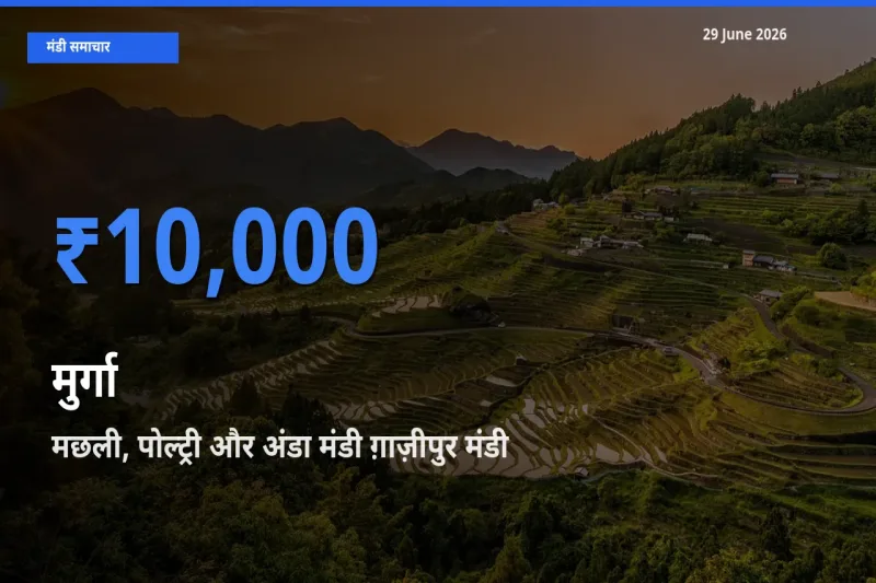 मछली, पोल्ट्री और अंडा मंडी ग़ाज़ीपुर मंडी में आज मुर्गा के सबसे ऊँचे दाम दर्ज