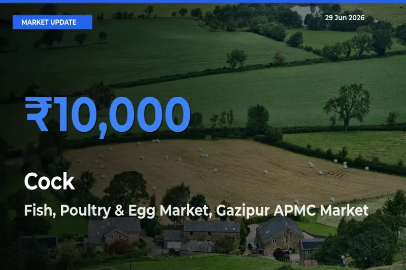 Fish, Poultry & Egg Market, Gazipur APMC Offers ₹10,000 – Highest Cock Rate Today