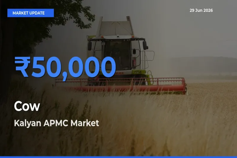 Kalyan APMC Records Highest ₹50,000 Rate for Cow