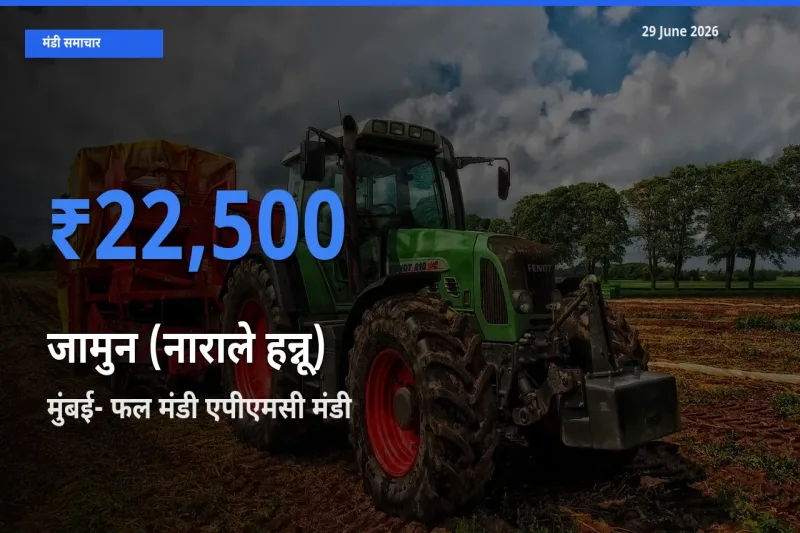 आज जामुन (नाराले हन्नू) के सबसे ऊँचे दाम ₹22,500 मुंबई- फल मंडी एपीएमसी मंडी में