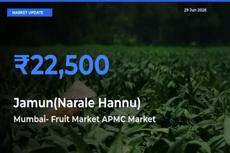Mumbai- Fruit Market APMC Tops Jamun(Narale Hannu) Mandi Rates Today