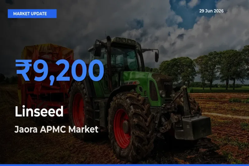 Top Performer! Jaora APMC Offers Best Linseed Price Today