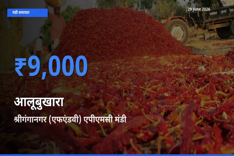 श्रीगंगानगर (एफएंडवी) एपीएमसी में आलूबुखारा का आज सबसे ऊँचा भाव