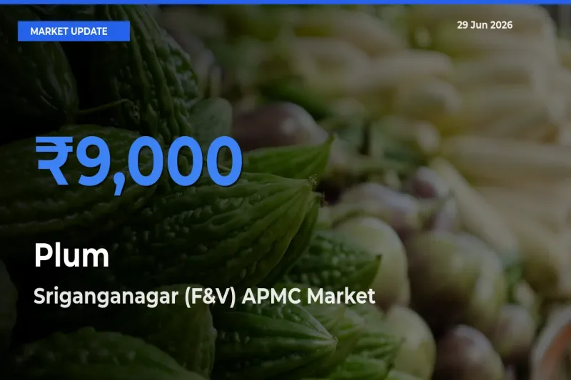 Farmers Prefer Sriganganagar (F&V) APMC as Plum Hits Highest Rate