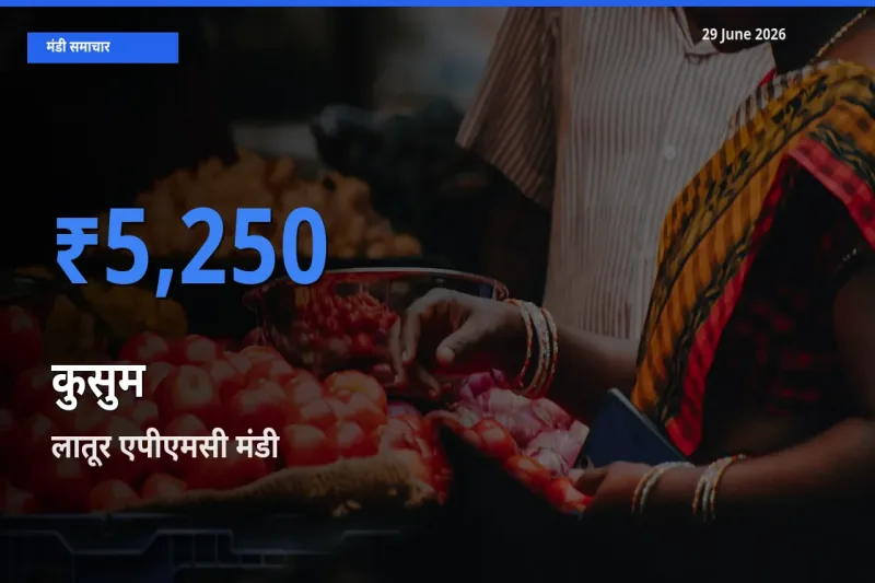 बाज़ार संकेत: लातूर एपीएमसी बना कुसुम के लिए आज की टॉप मंडी