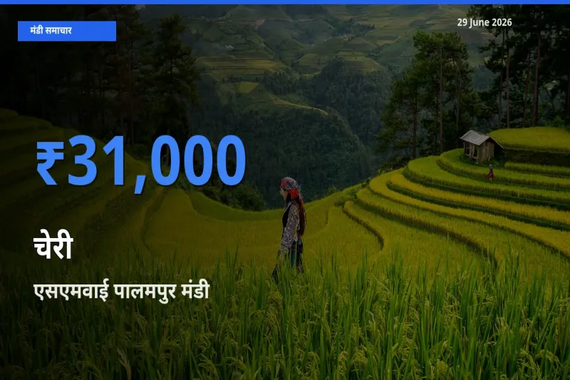 एसएमवाई पालमपुर मंडी में चेरी ₹31,000 पर पहुँचा – आज का सर्वोच्च भाव