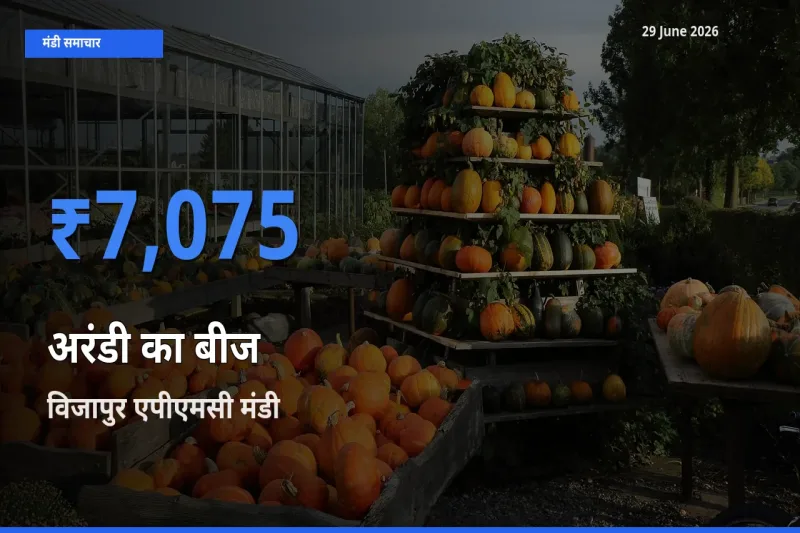 टॉप मंडी बना विजापुर एपीएमसी! अरंडी का बीज के सबसे ऊँचे दाम यहीं दर्ज