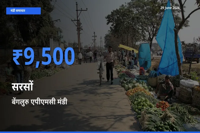 आज सरसों के सबसे ऊँचे दाम ₹9,500 बेंगलुरु एपीएमसी मंडी में