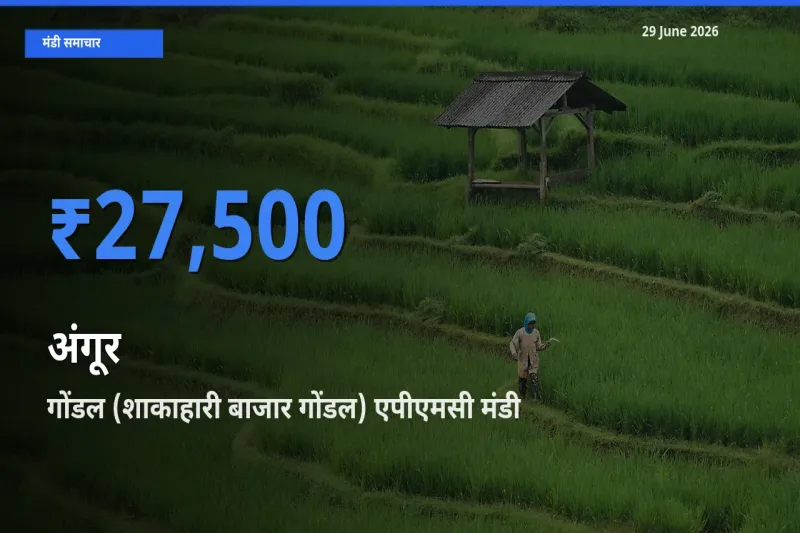 आज का मंडी भाव: अंगूर के सबसे ज़्यादा दाम गोंडल (शाकाहारी बाजार गोंडल) एपीएमसी में