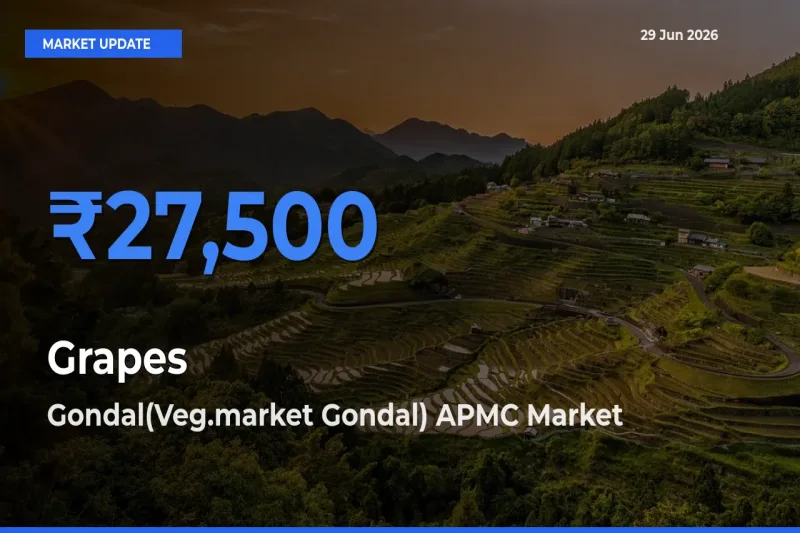 Gondal(Veg.market Gondal) APMC Tops Grapes Rates – June 29 Market Update