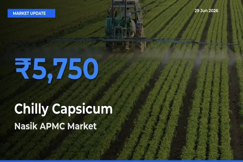 Chilly Capsicum Mandi Rate Today: Nasik APMC Tops the List