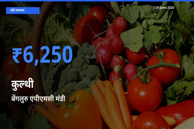 आज कुल्थी के सबसे ऊँचे दाम ₹6,250 बेंगलुरु एपीएमसी मंडी में