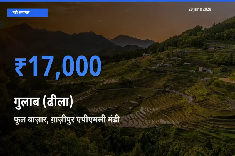 29 June अपडेट: गुलाब (ढीला) के सबसे ऊँचे दाम फूल बाज़ार, ग़ाज़ीपुर एपीएमसी मंडी में