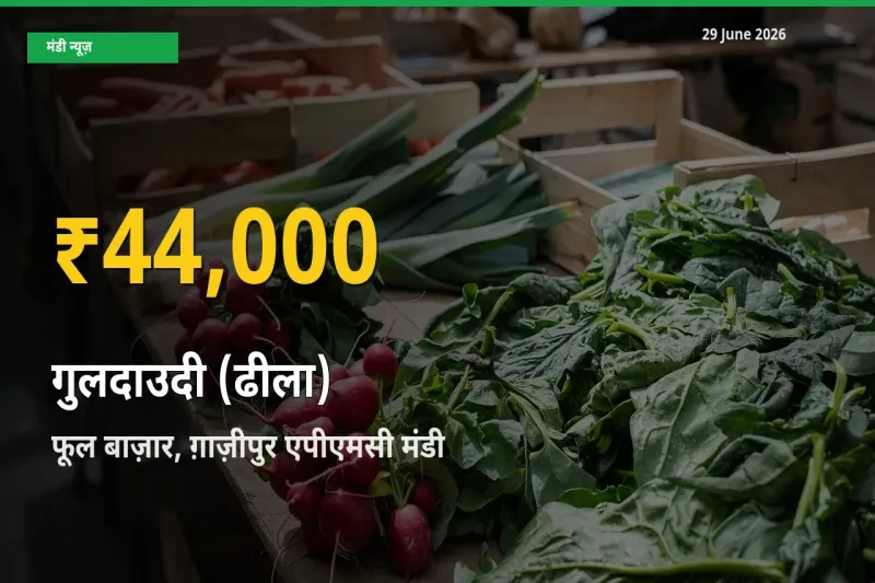 रिकॉर्ड तेज़ी! फूल बाज़ार, ग़ाज़ीपुर एपीएमसी में गुलदाउदी (ढीला) ₹44,000 पर पहुँचा