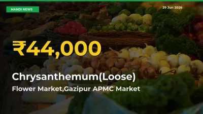 Chrysanthemum(Loose) Price Hits New High in Flower Market,Gazipur APMC Today – Check Latest Mandi Rates