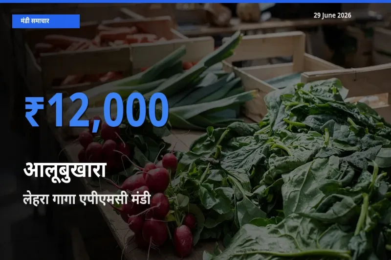 आज आलूबुखारा के सबसे ज़्यादा दाम लेहरा गागा एपीएमसी मंडी में दर्ज