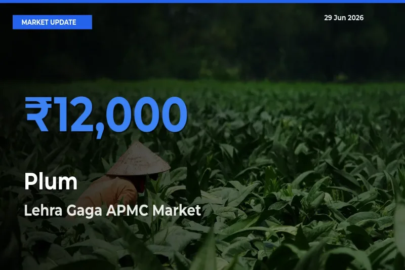 Market Watch: Lehra Gaga APMC Becomes Top Mandi for Plum