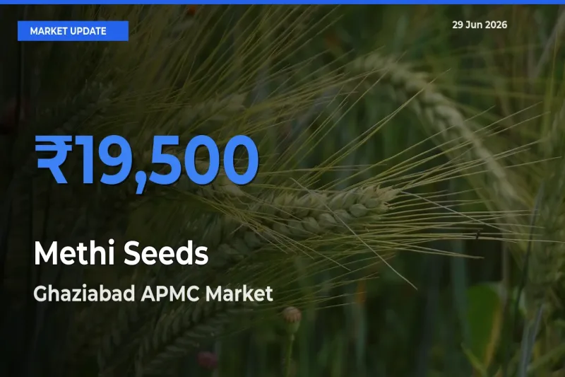 Ghaziabad APMC Tops Methi Seeds Mandi Rates Today