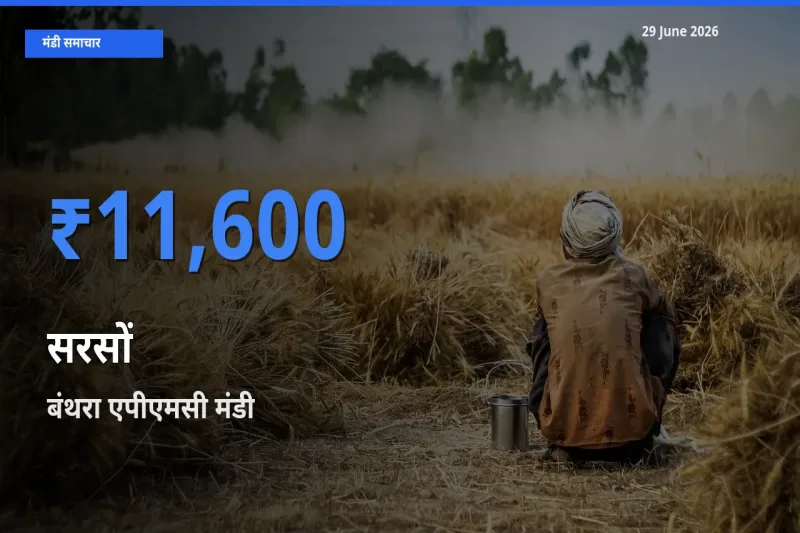 बंथरा एपीएमसी मंडी में सरसों ₹11,600 पर पहुँचा – आज का सर्वोच्च भाव