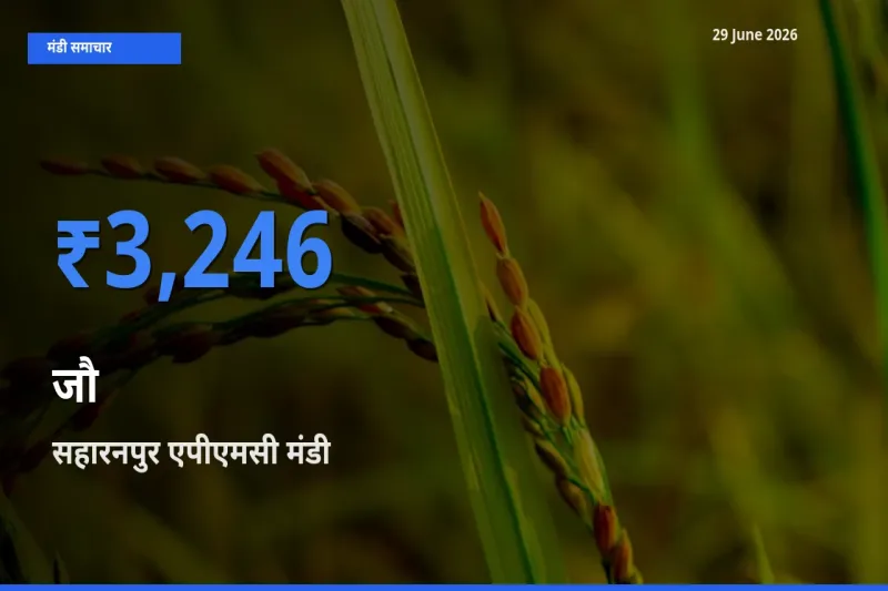 29 June अपडेट: जौ के सबसे ऊँचे दाम सहारनपुर एपीएमसी मंडी में
