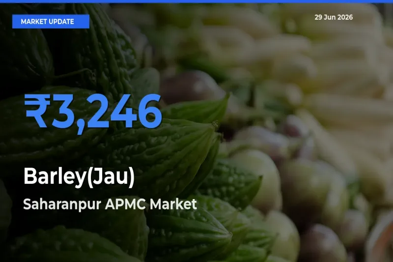 Barley(Jau) Mandi Rate Today: Saharanpur APMC Tops the List