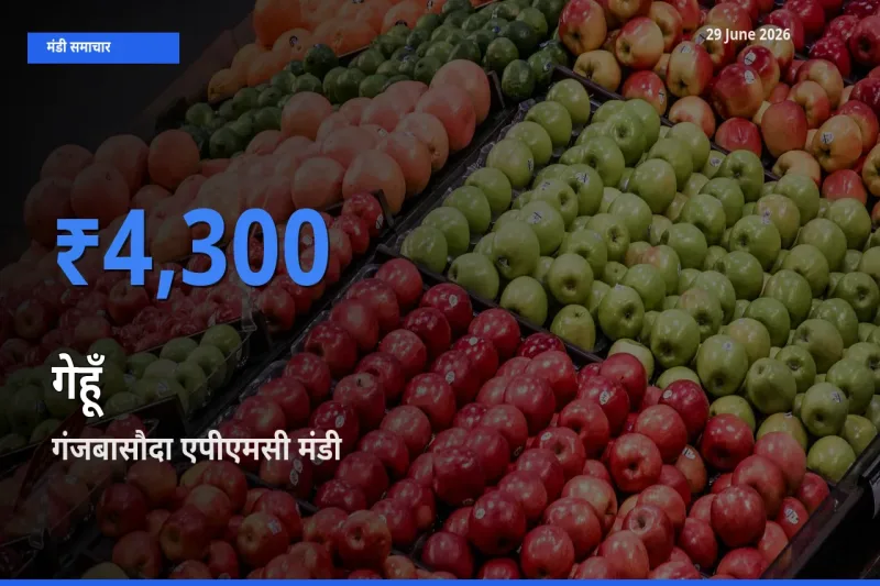 आज गेहूँ के सबसे ऊँचे दाम ₹4,300 गंजबासौदा एपीएमसी मंडी में