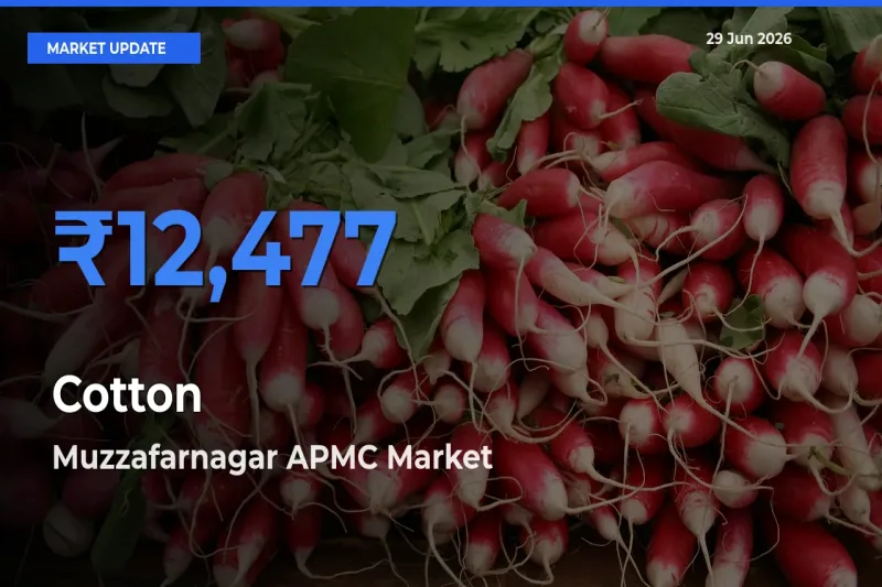 Farmers Prefer Muzzafarnagar APMC as Cotton Hits Highest Rate