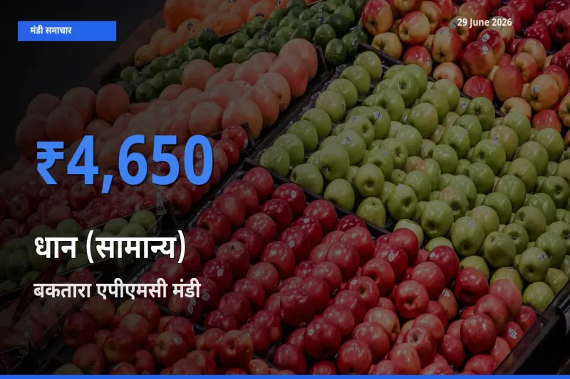 टॉप मंडी बना बकतारा एपीएमसी! धान (सामान्य) के सबसे ऊँचे दाम यहीं दर्ज