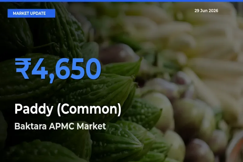 Paddy (Common) Mandi Rate Today: Baktara APMC Tops the List